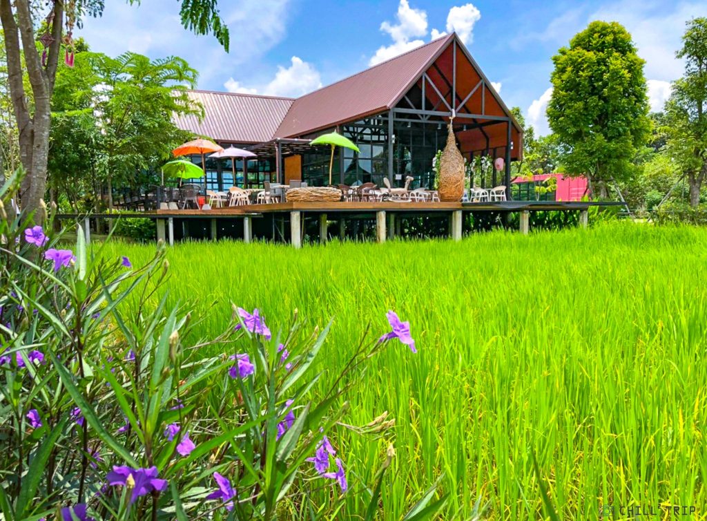 สวนและทุ่งนา