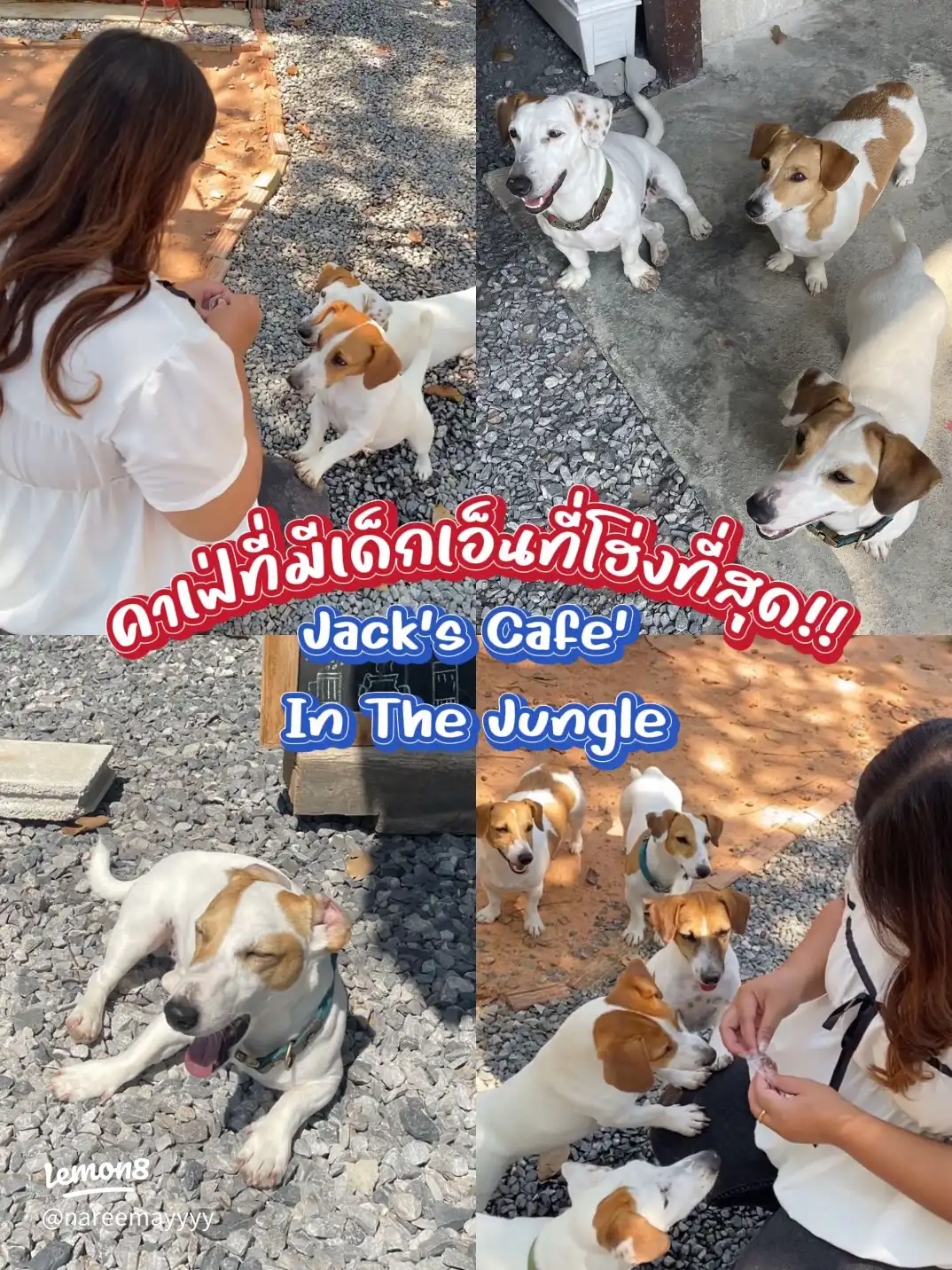 บรรยากาศ Jack's Cafe ในสวนป่า